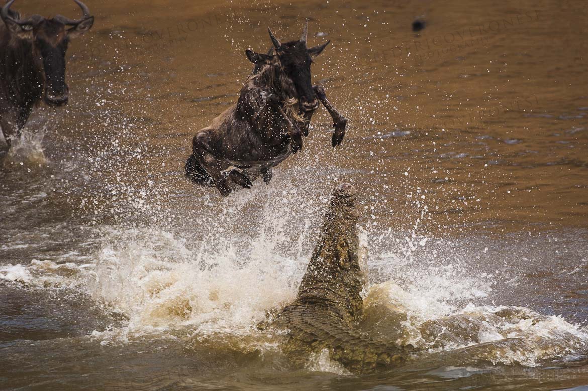 a wildebeest jumping over a crocodile while crossing mara river