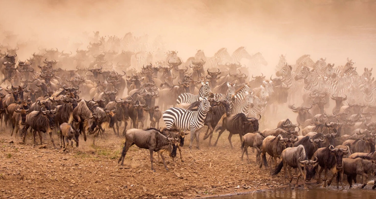 Wildebeest Migration Safari