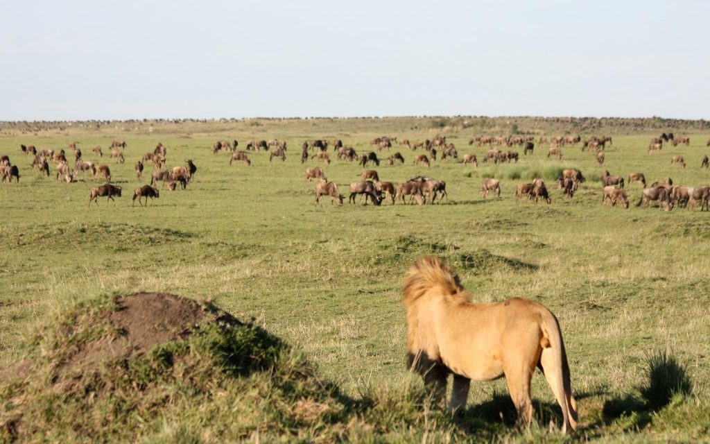 Lion observing wildebeests during Tanzania safari in Serengeti