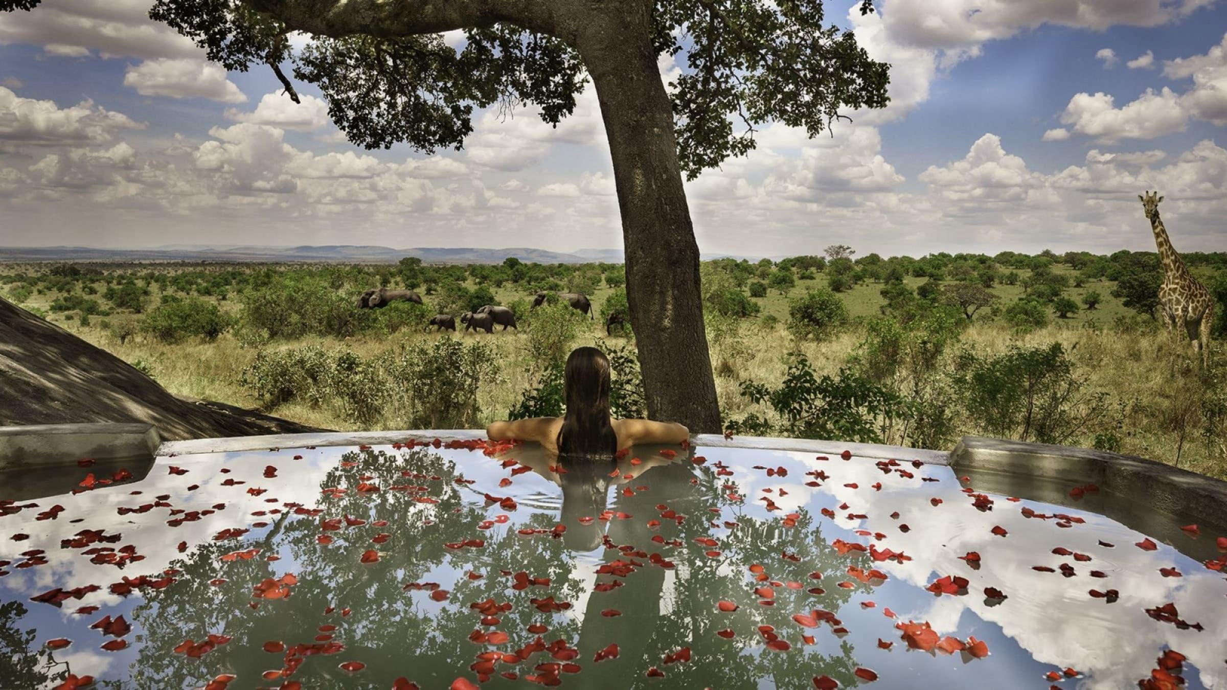 a woman on her honeymoon safari in a swimming pool watching elephantsby the pool in the serengeti national park with romantic setting of flowers on the pool