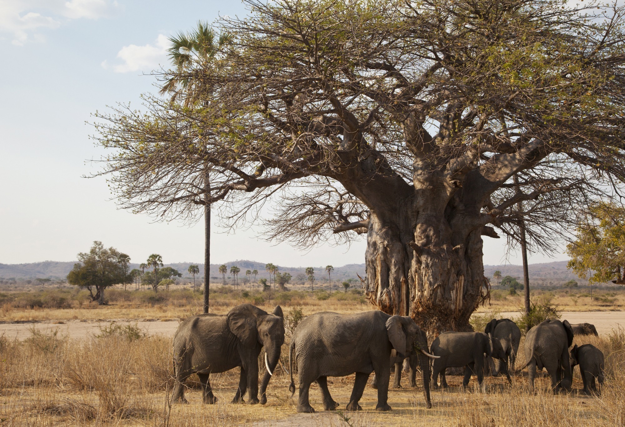 Tarangire National Park elephants