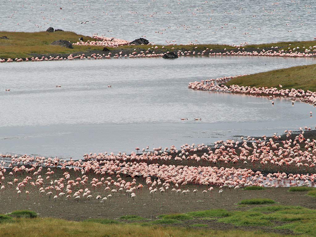 lake manyara safari flamingos