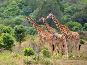 Three giraffes standing tall with the Ngorongoro Crater banks and forest in the background during a Tanzania safari.