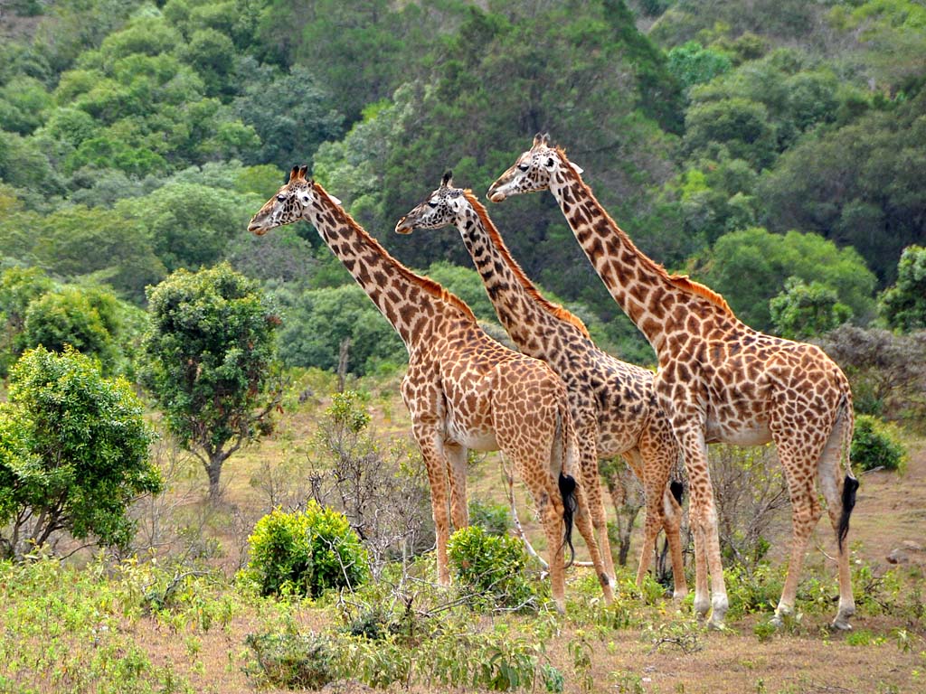 Three giraffes standing tall with the Ngorongoro Crater banks and forest in the background during a Tanzania safari.