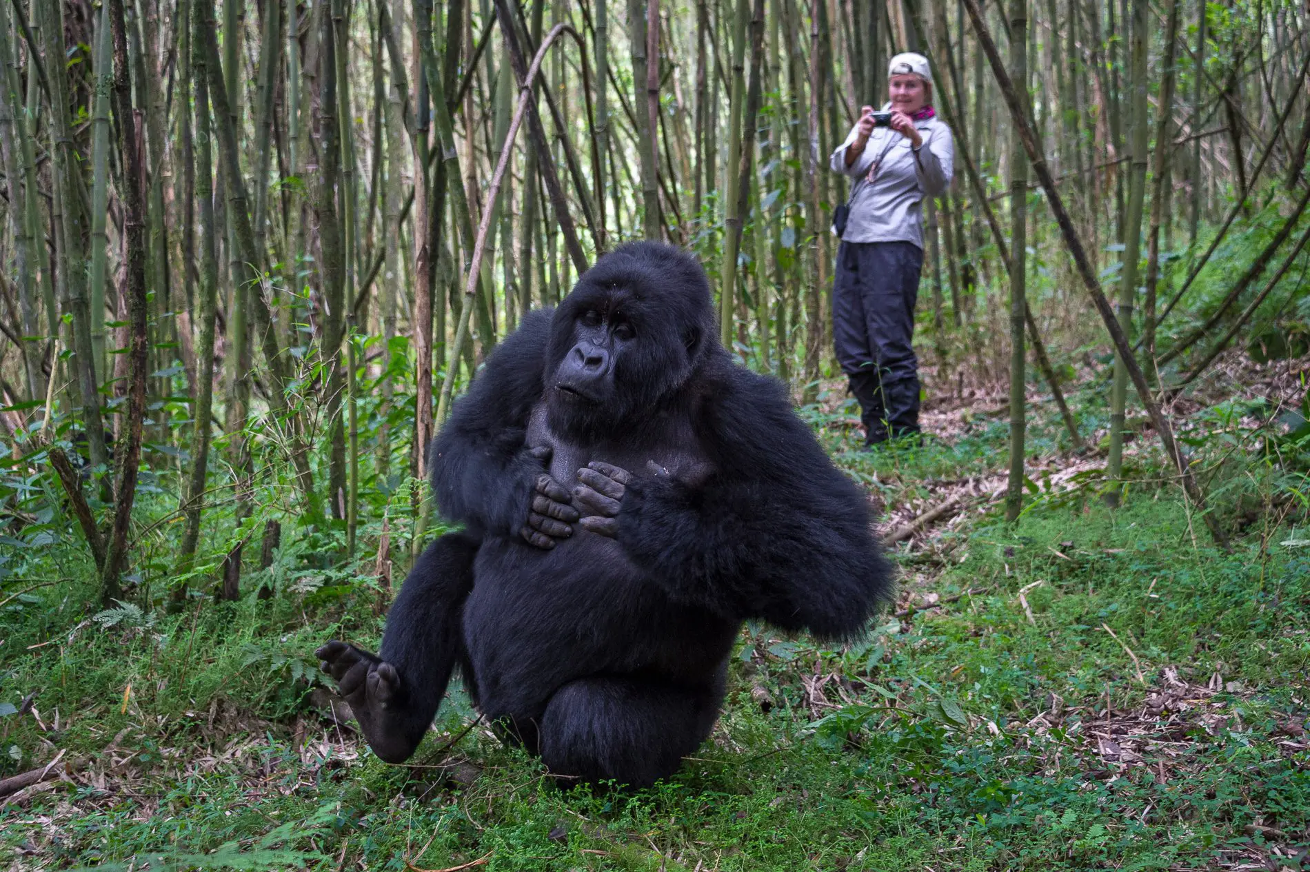 A chimp walking in the forest with a woman capturing the moment from behind in Tanzania