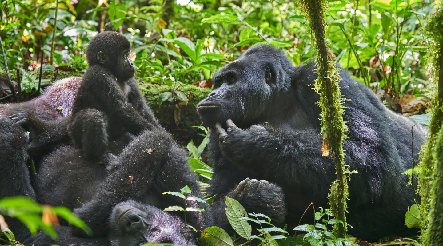 family of chimpanzees playing together in the wild, surrounded by dense greenery in Tanzania