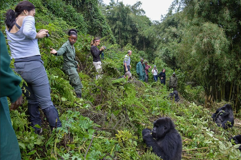 A group of tourists standing and taking photos of a group of chimpanzees in Tanzania’s forest