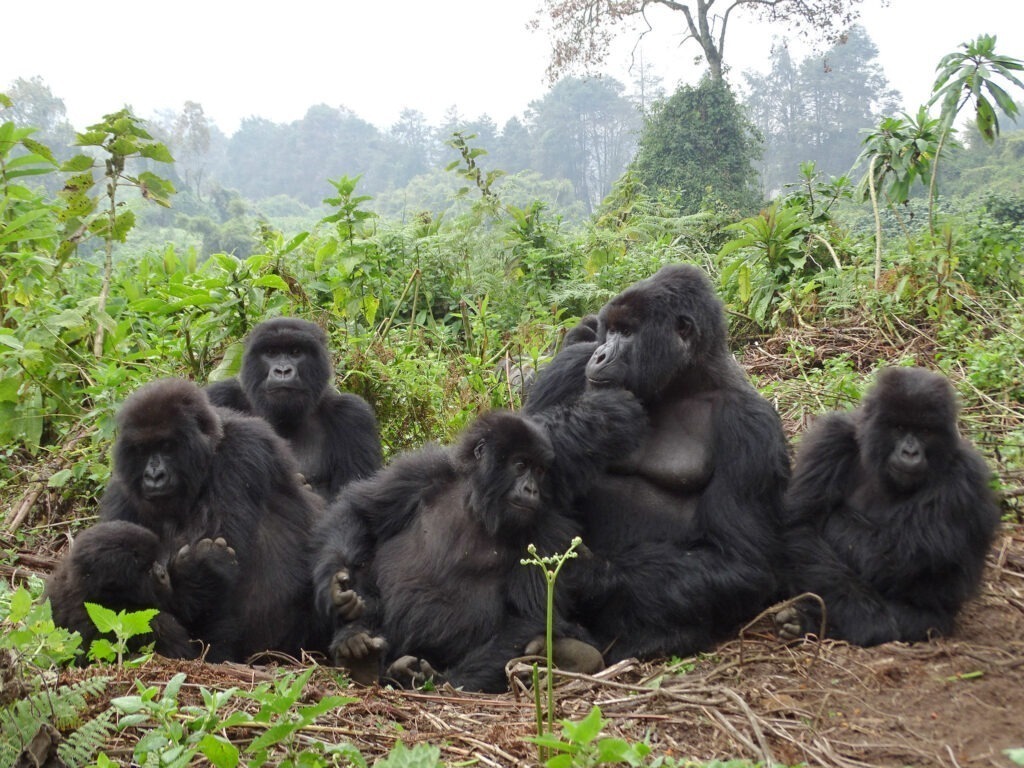 A family of chimpanzees sitting together in the morning, seemingly engaged in a discussion in Tanzania’s forest