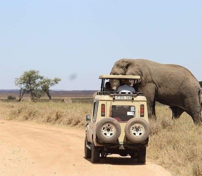 huge elephant crossing road by the vehicle