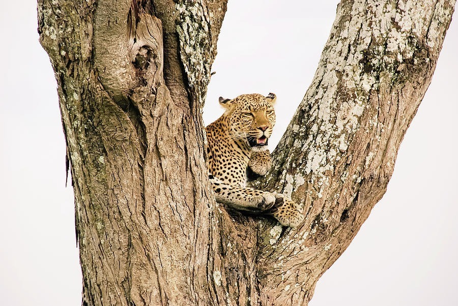 A leopard resting on tree branches in Serengeti National Park, perfect for wildlife adventure seekers.
