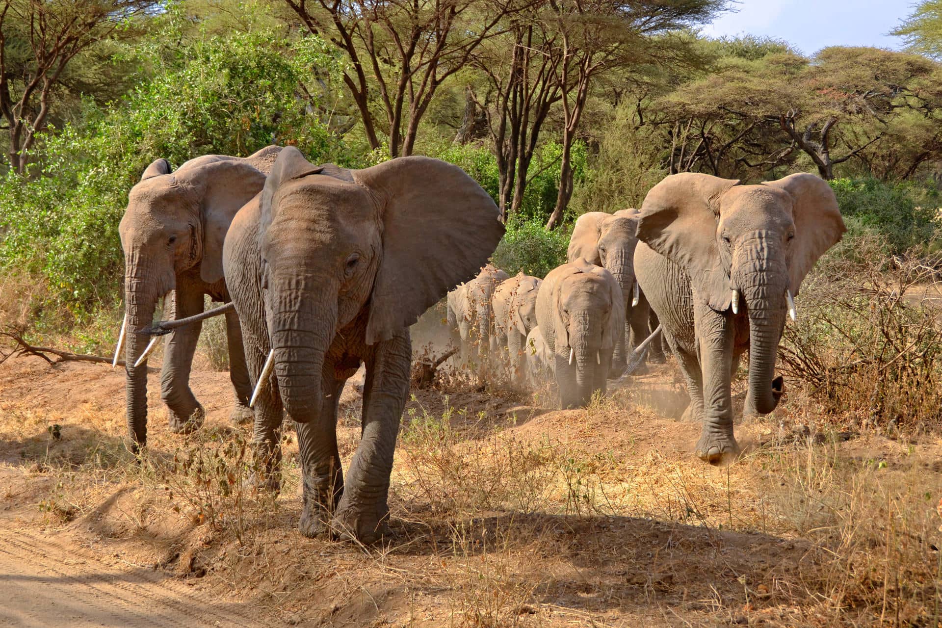 Group of elephants marching forward in Ngorongoro Crater, Tanzania