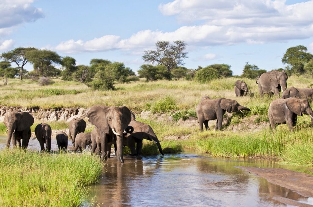 Elephants drinking water at a river surrounded by lush green bushes and grass in Tanzania.