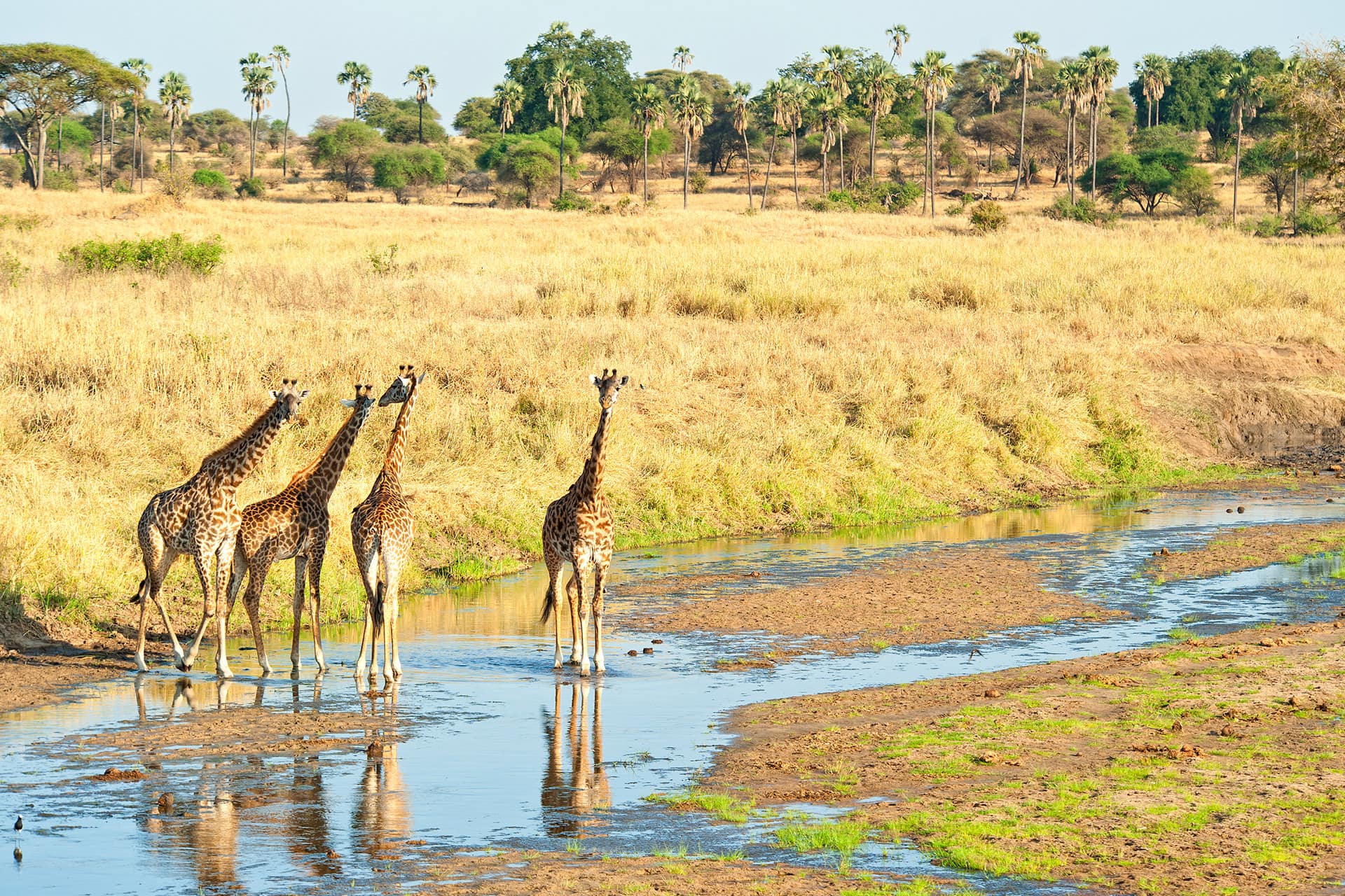 Giraffes by the river Tarangire National Park