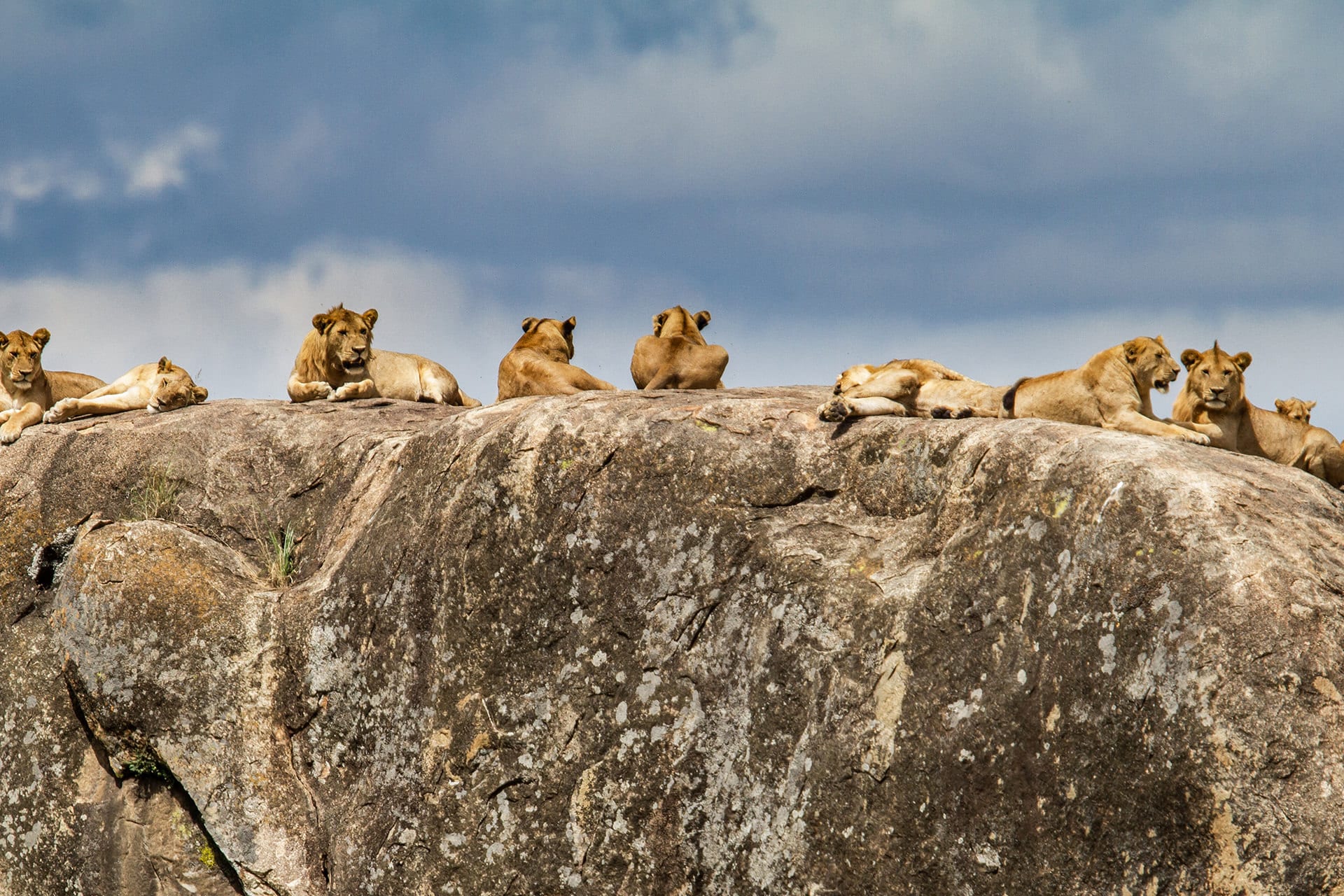 Five lions relaxing on a rock in Serengeti National Park after a meal during a family-friendly safari.