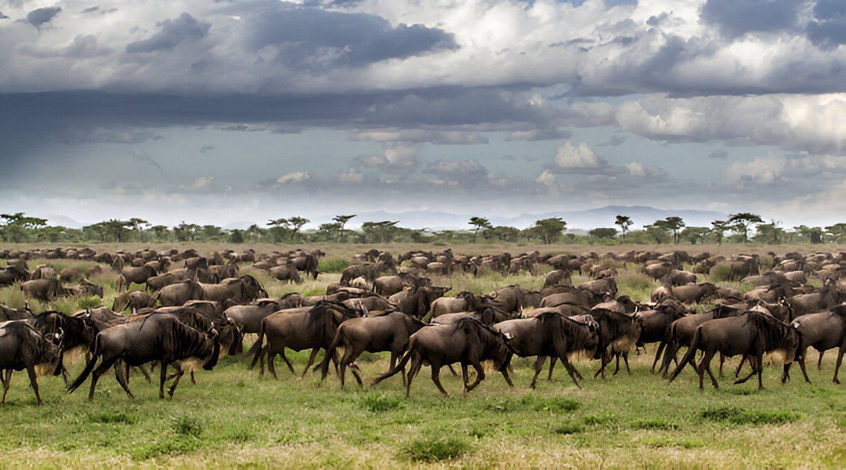 Best Time to See the Great Migration