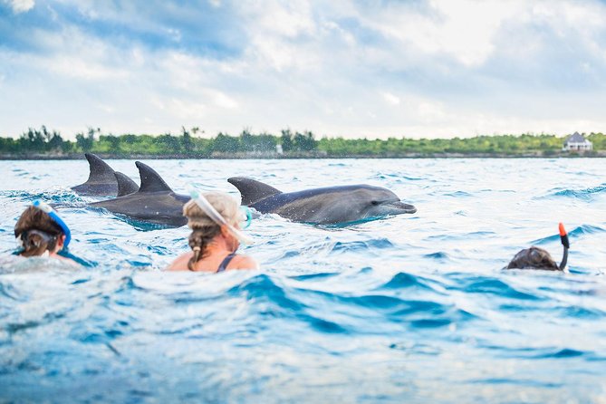 a woman with dolphins swimming at kizimkazi dolphin tour