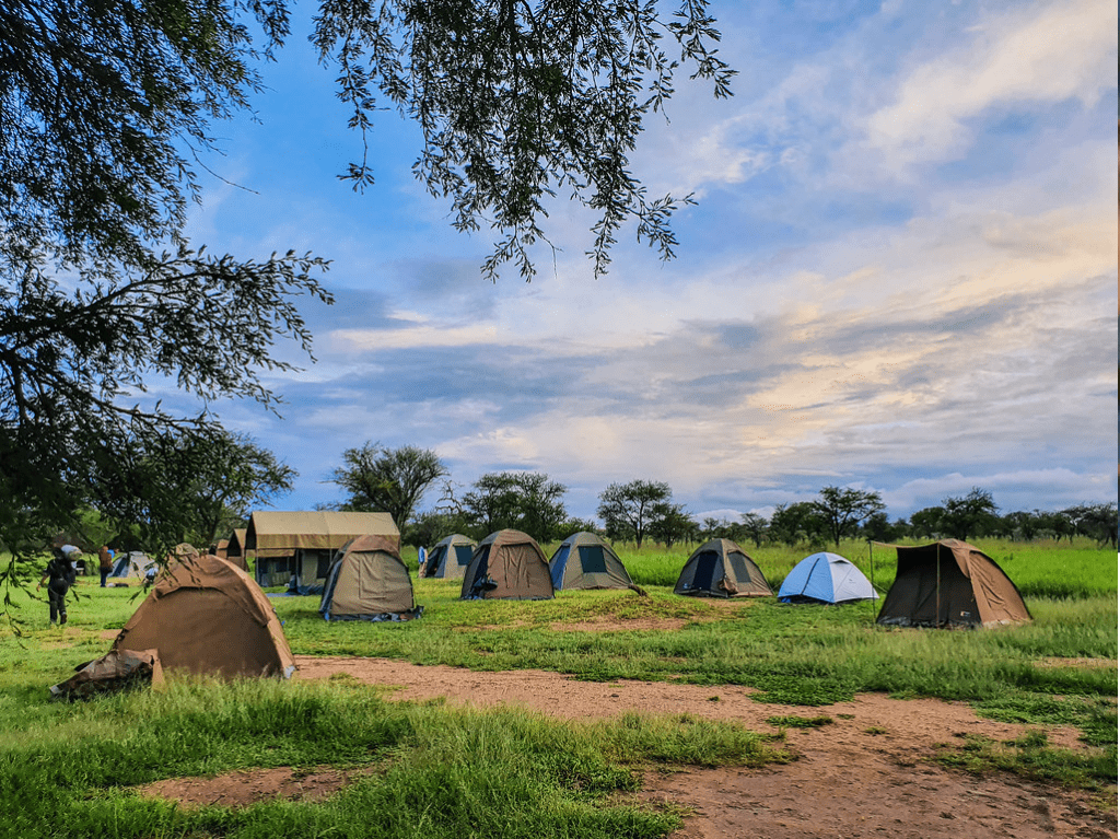 Multiple green camping tents in the Serengeti, surrounded by nature and wildlife.