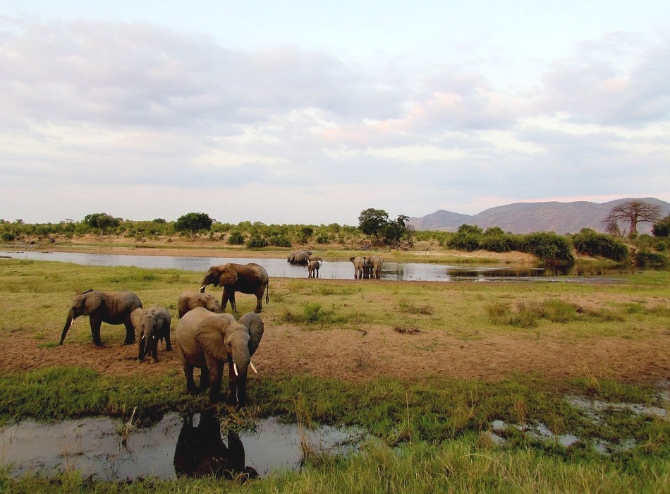 Elephants drinking water and eating grass in a wetland area of Ruaha National Park, Tanzania.