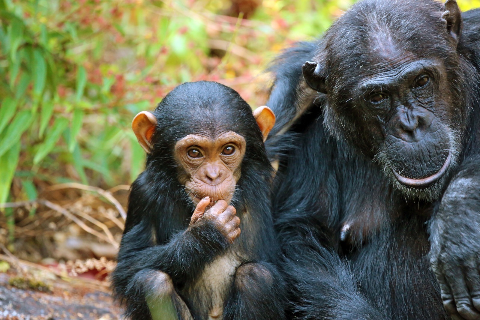 A close-up of a chimpanzee mother holding her baby in the wild forests of Mahale Mountains National Park, Tanzania.