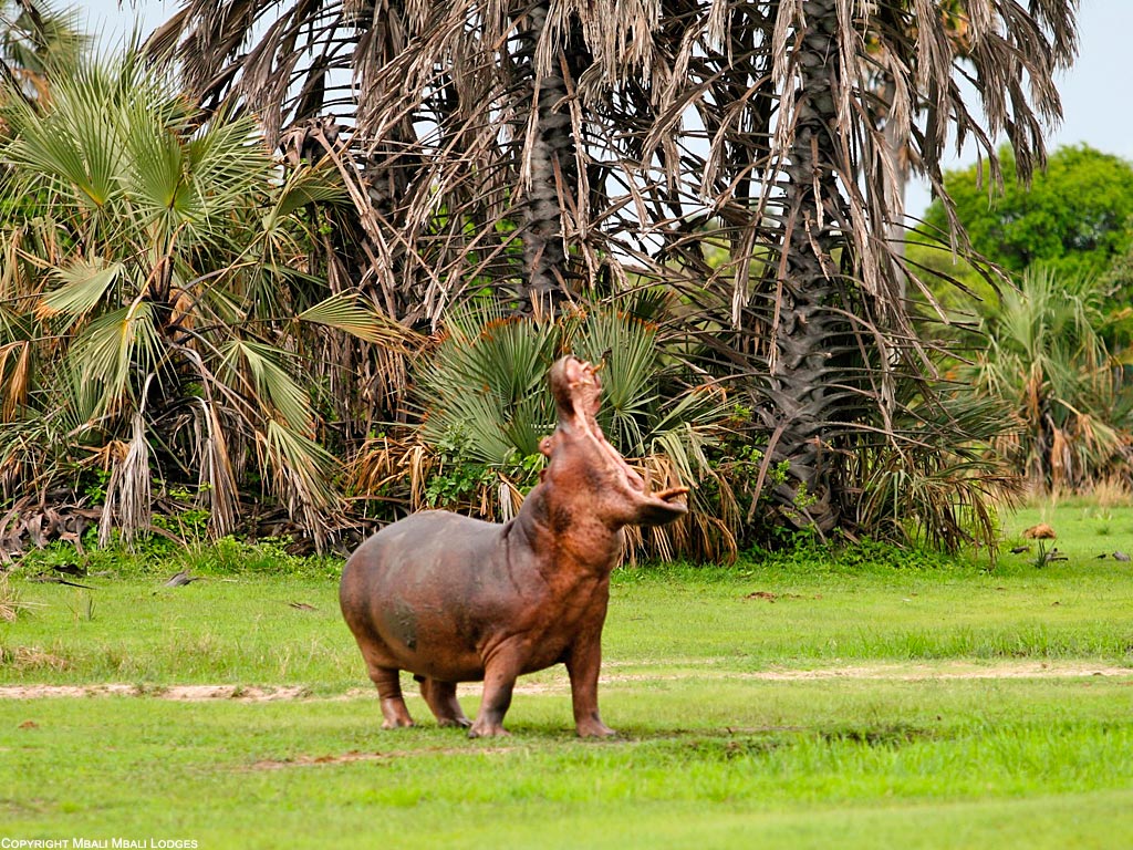A hippo in Katavi National Park with its mouth wide open, displaying its powerful jaws