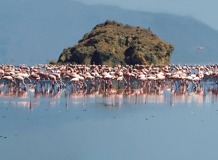 Flamingos at Lake Manyara on Great Migration group safari Tanzania