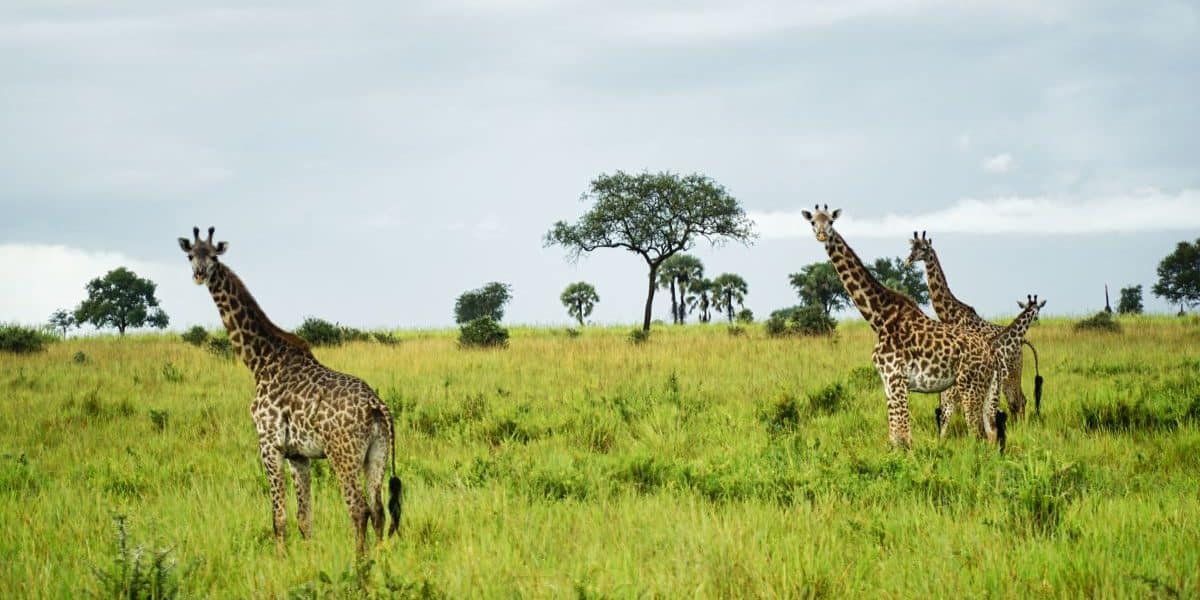 Three giraffes standing tall in the green grass of Mikumi National Park, Tanzania.