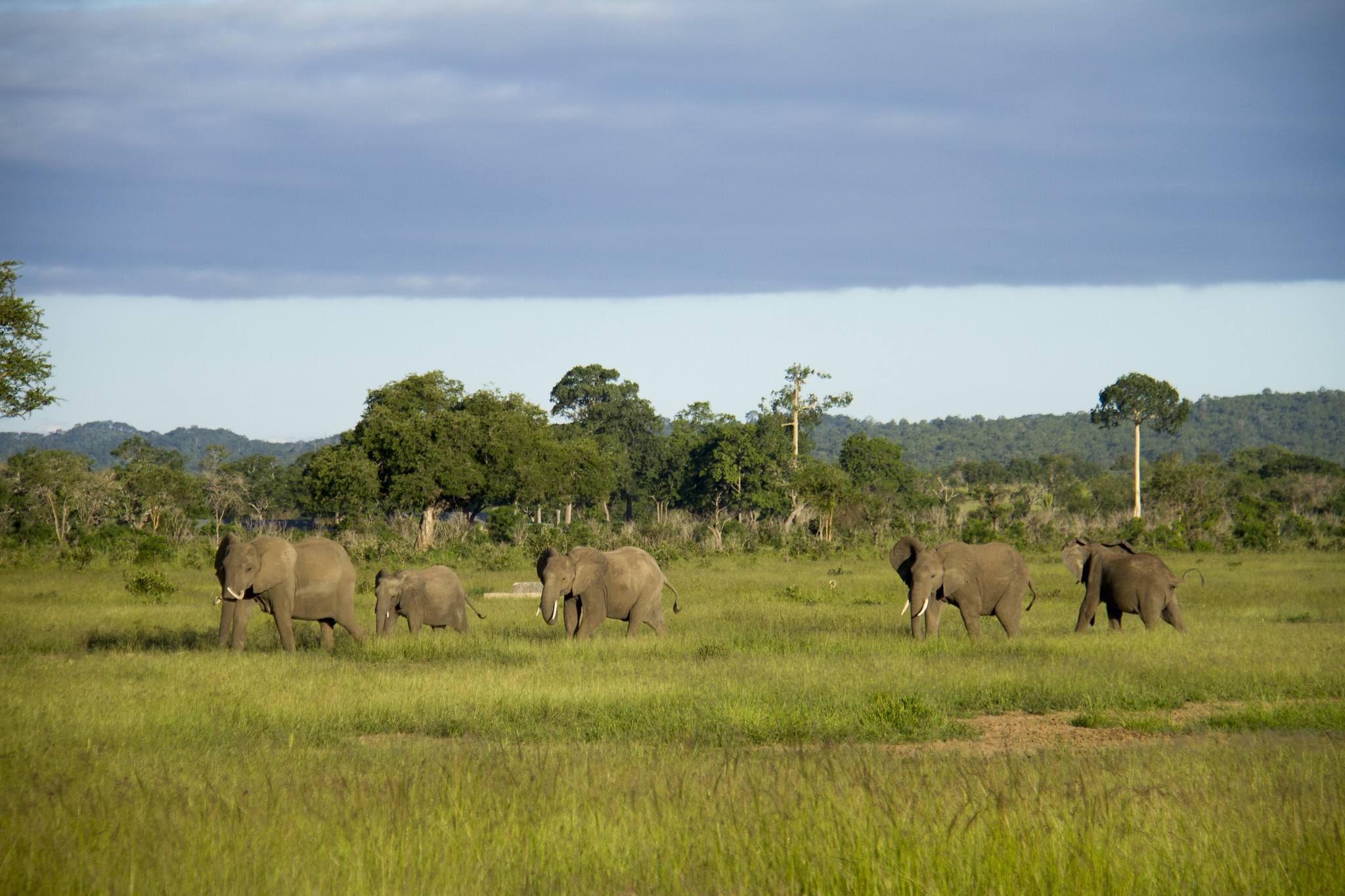 Five elephants walking across the lush green grass in Mikumi National Park, Tanzania.