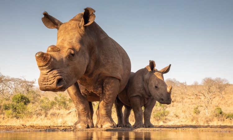 A mother rhino and her calf approach a waterhole in Mkomazi National Park, Tanzania.