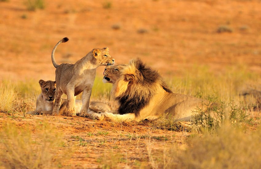 A lion, lioness, and their cub lying down together in the wilderness of Ruaha National Park, Tanzania.
