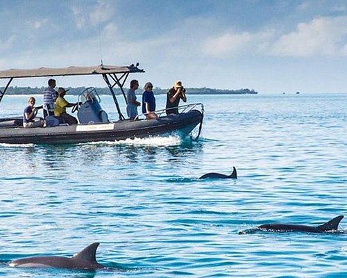 Bottlenose dolphins swimming in the clear waters of Kizimkazi, Zanzibar