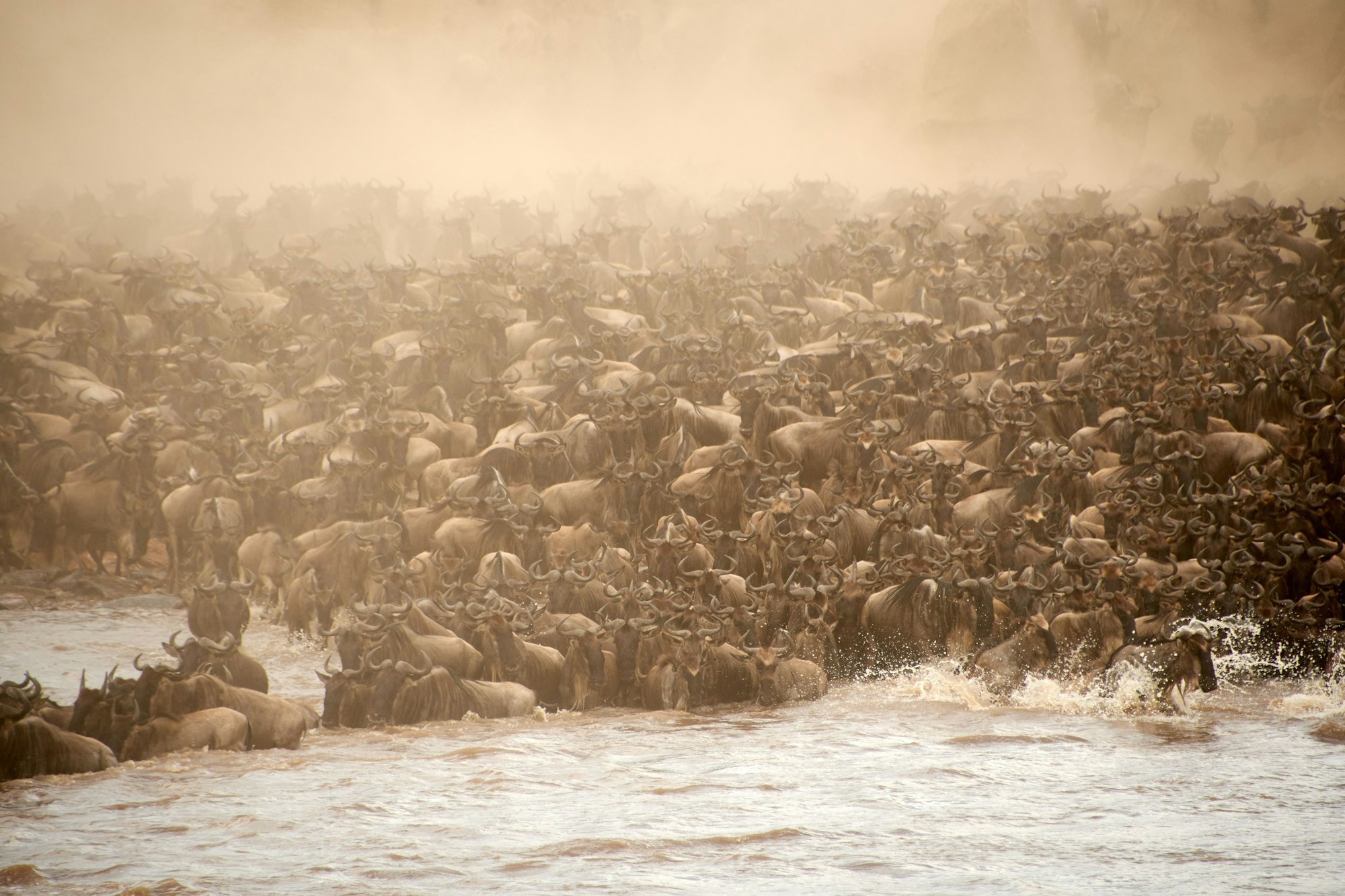 Wildebeest River Crossing