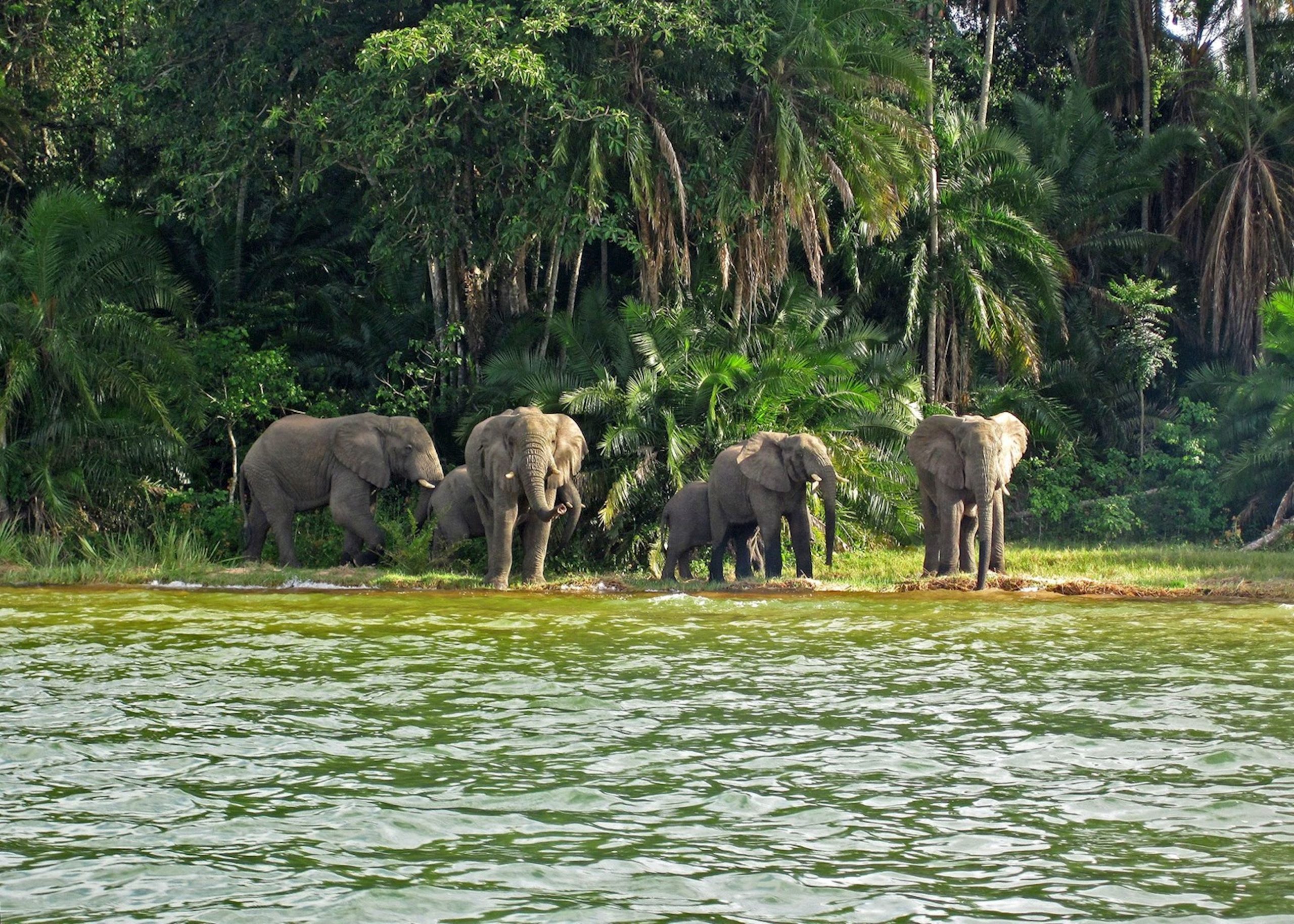 Elephants drinking water with a dense green forest in the background in Tanzania.