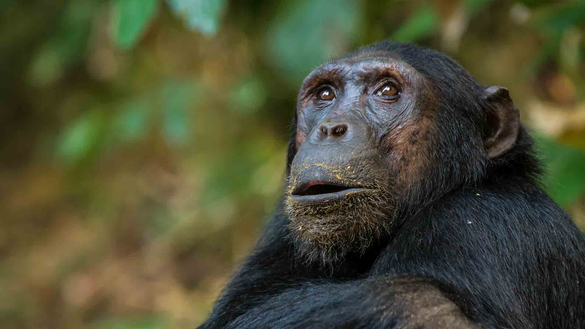 4 Day Gombe safari