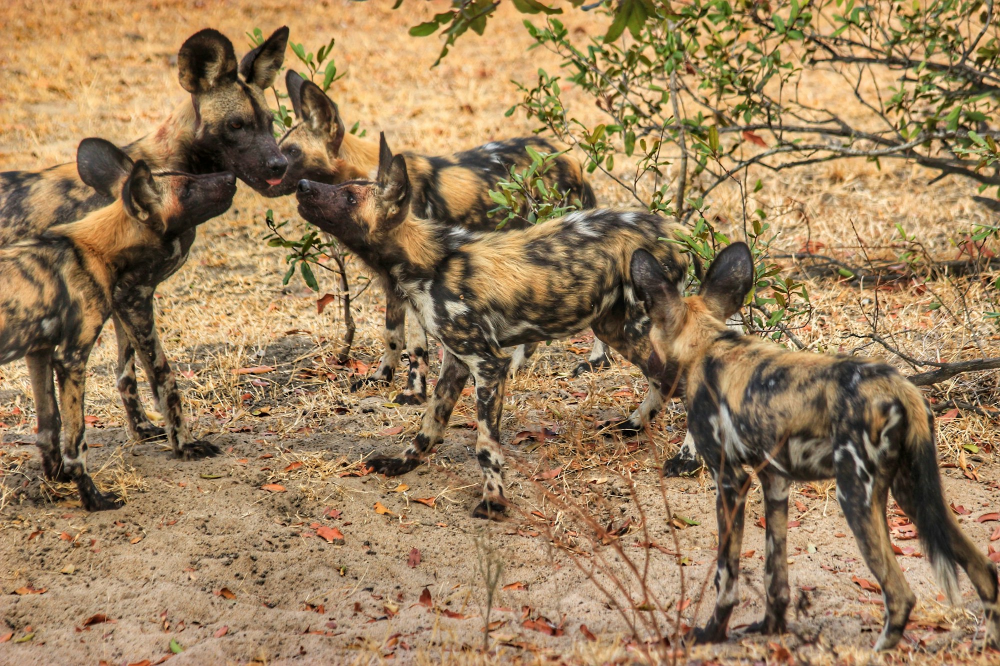 3 day Nyerere safari
