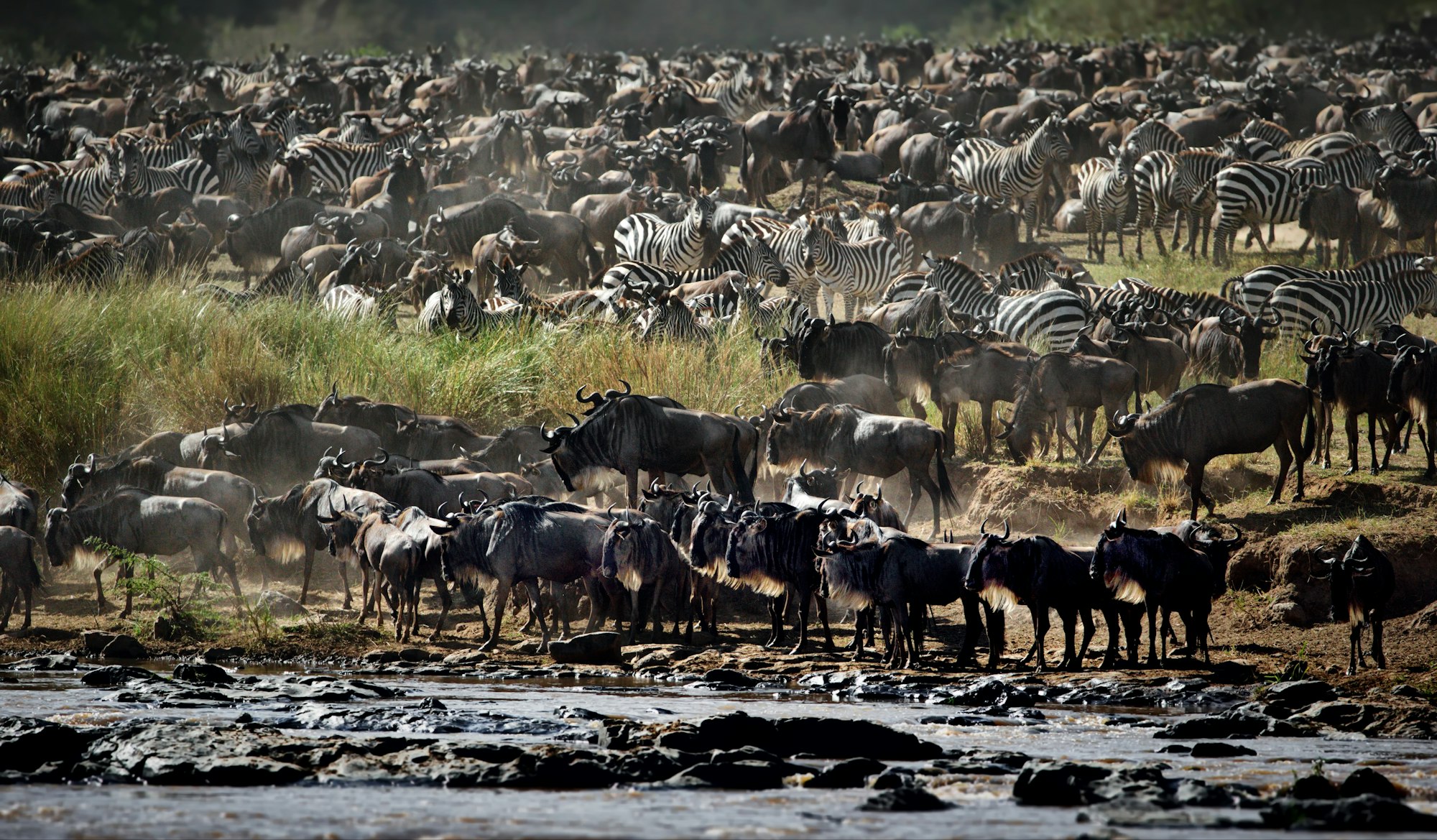 Honeymoon safari in Serengeti witnessing the Great Migration