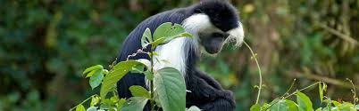 Solitary red colobus monkey in Udzungwa National Park, showcasing Tanzania’s rich biodiversity