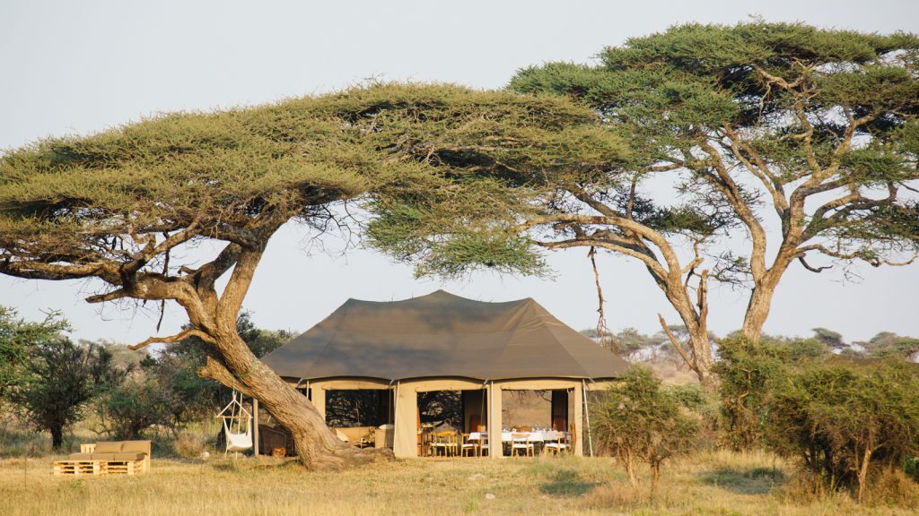 Luxury permanent tented safari camp at Nimiri Plains, set under a majestic Acacia tree, offering an authentic mid-range Tanzania safari experience.