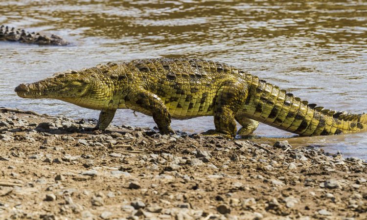 Crocodile stepping out of the water in Tanzania’s wilderness.
