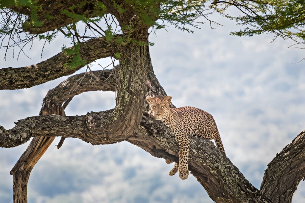 Leopard lying on a tree branch in Serengeti National Park, with its spotted coat blending into the surroundings.