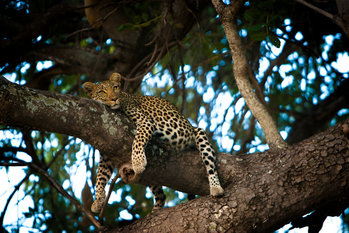 Pregnant leopard resting on a tree branch in the Serengeti National Park, Tanzania.