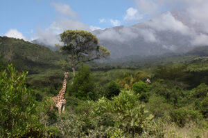 Giraffe in the forest at Arusha National Park, Tanzania, surrounded by lush greenery.