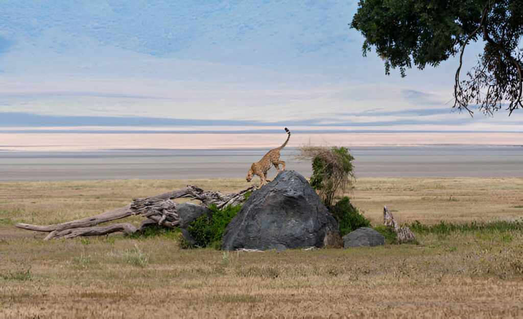 Tanzania safari tours, Kilimanjaro climbing packages, African wilderness adventures, Serengeti safari, Ngorongoro Crater, Tarangire National Park, Maramatta Safaris, tailored safari experiences, African wildlife safari