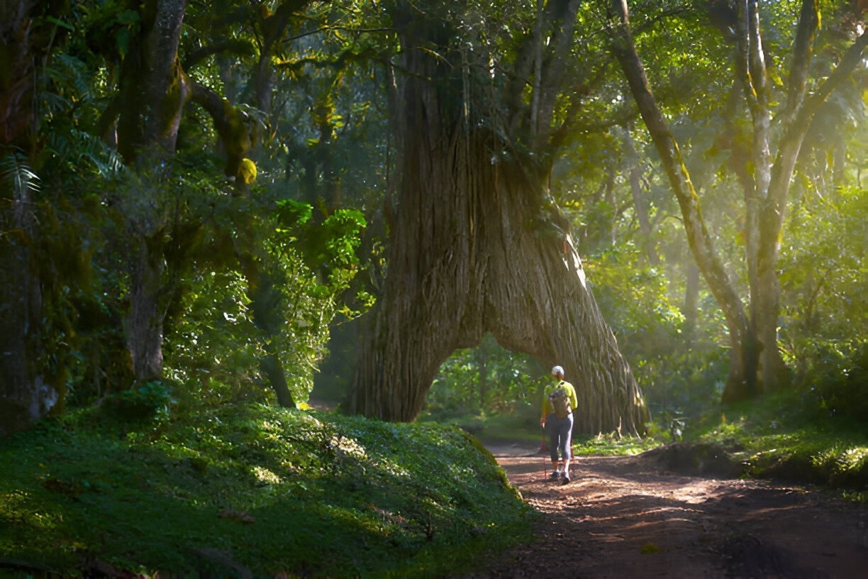 Tourist walking Mti wa Kutoboka trail Arusha National Park Tanzania