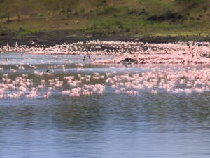 Flock of pink flamingos at Lake Natron, Tanzania, with stunning reflections in the water.