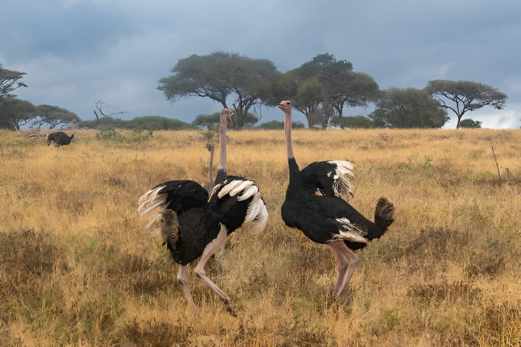 Two ostriches dancing or preparing to run in a grassy field, showcasing lively motion.