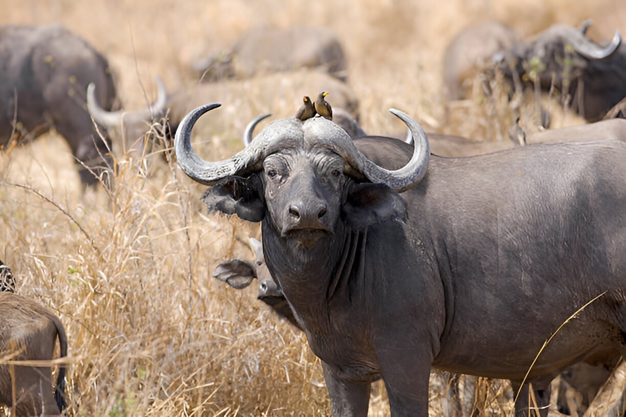 A close-up of a buffalo in the Serengeti with a herd grazing in the background.