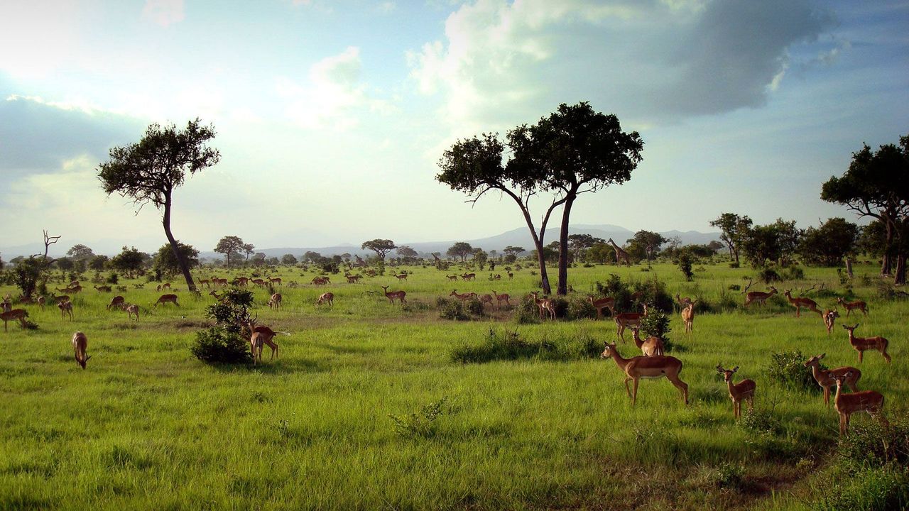 Many antelopes grazing in the open plains of Mikumi National Park, Tanzania.