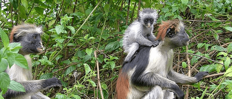 Family of red colobus monkeys in Udzungwa National Park, one of Tanzania's unique primates