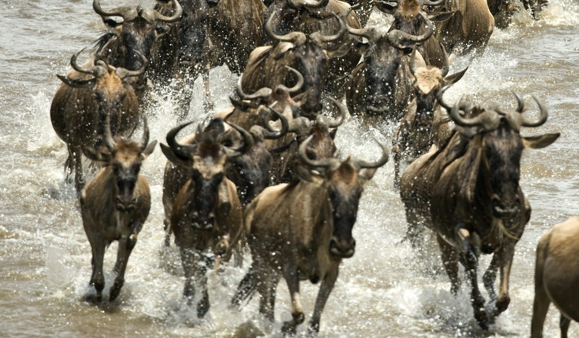 Wildebeest running in river in the Serengeti, Tanzania, Africa