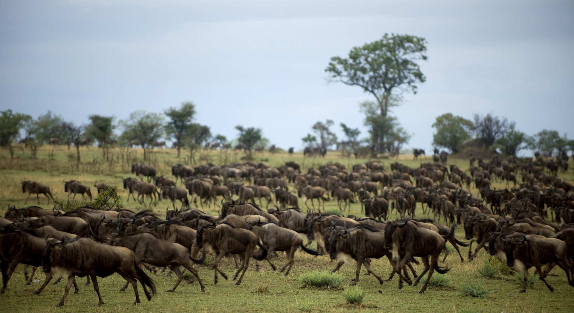 Wildebeests running through the lush green grass of the Serengeti, highlighting the vitality of the Great Migration in Tanzania.